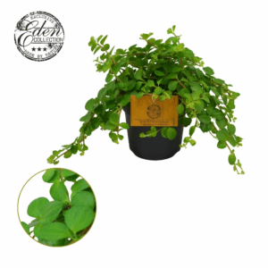 Peperomia Rotundifolia 12cm.