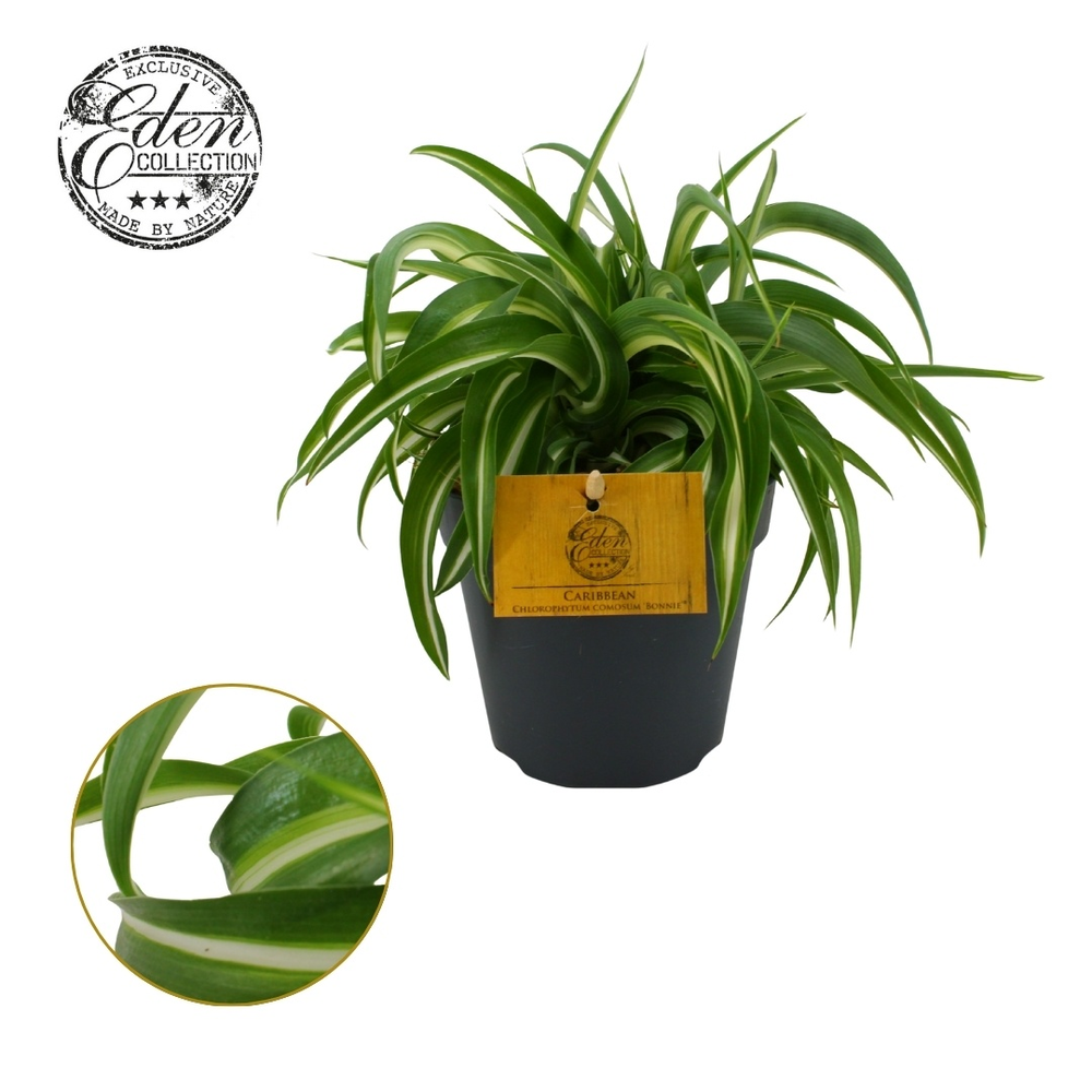 Chlorophytum Bonnie 12cm.