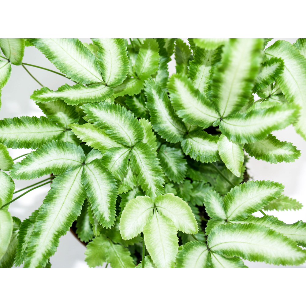 Pteris Cretica 'Albolineata' (Vleugelvaren).