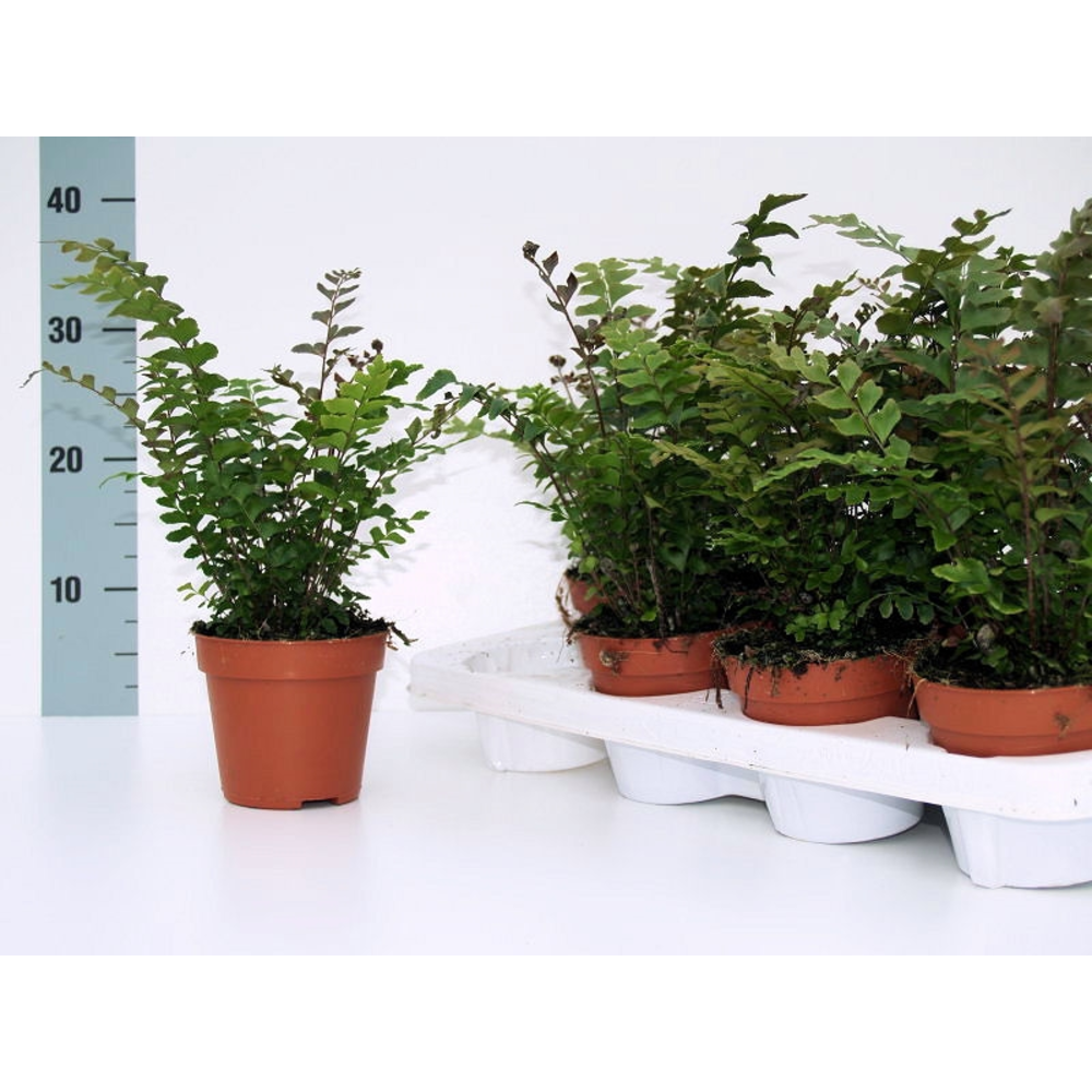 Didymochlaena Truncatula (Mahogany Fern).