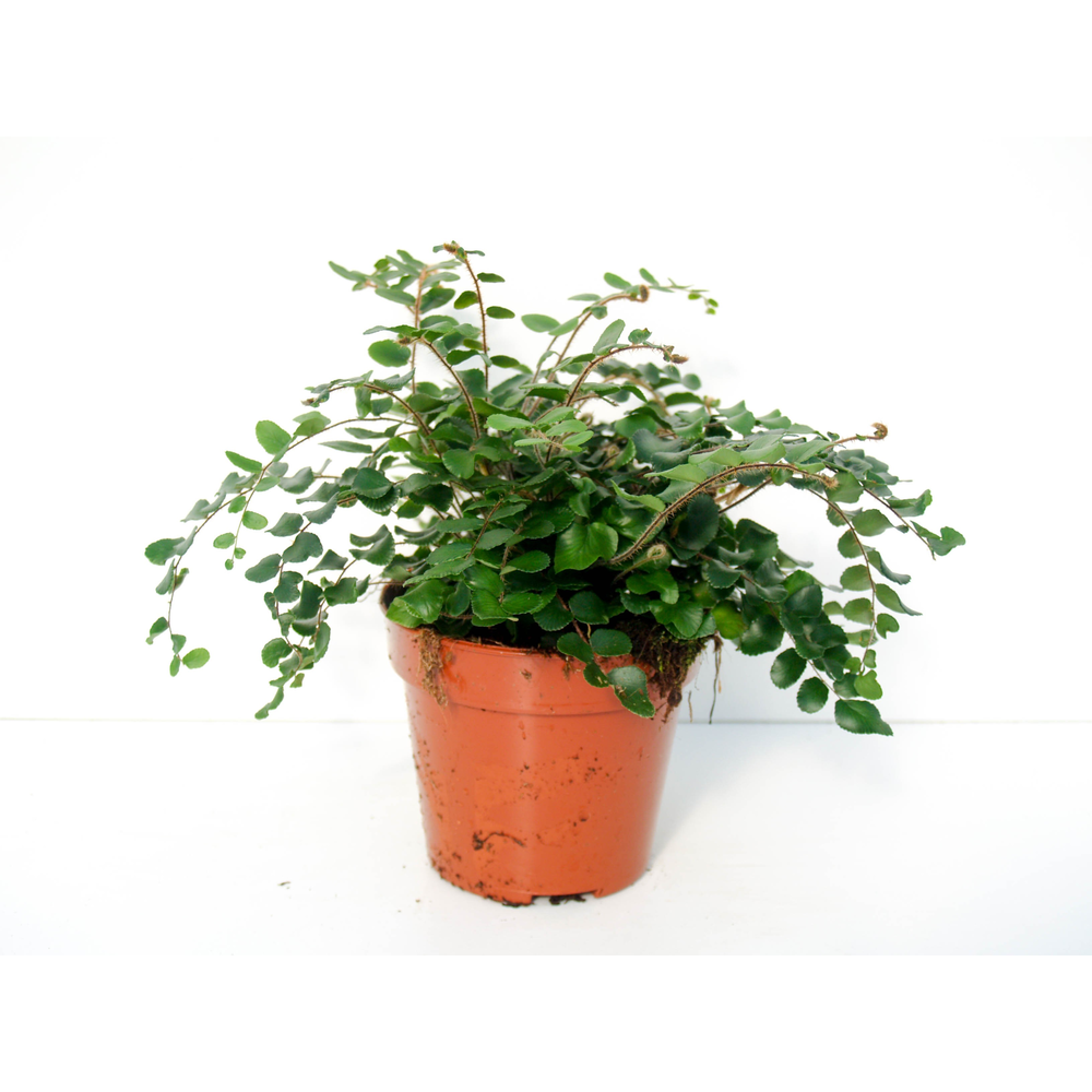 Pellaea Rotundifolia (Dubbeltjesvaren).