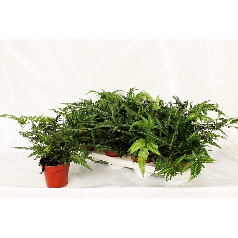 Athyrium Spicatum - De varen voor binnen en buiten.