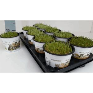 Kattegras - Hordeum sp..