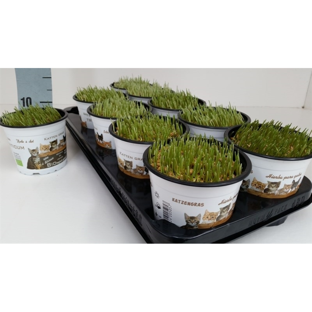 Kattegras - Hordeum sp..