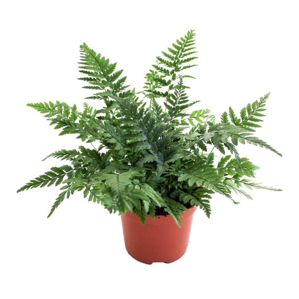 Polystichum Tsus-Simense (Winterhard).