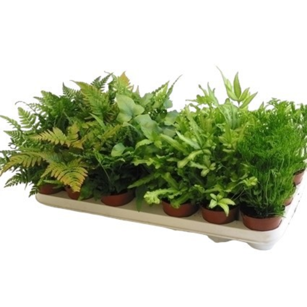 Pteris Gemengd (Varens Gemengd).