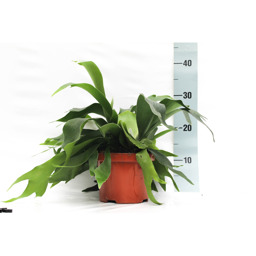 Platycerium Alcicorne (Hertshoorn).