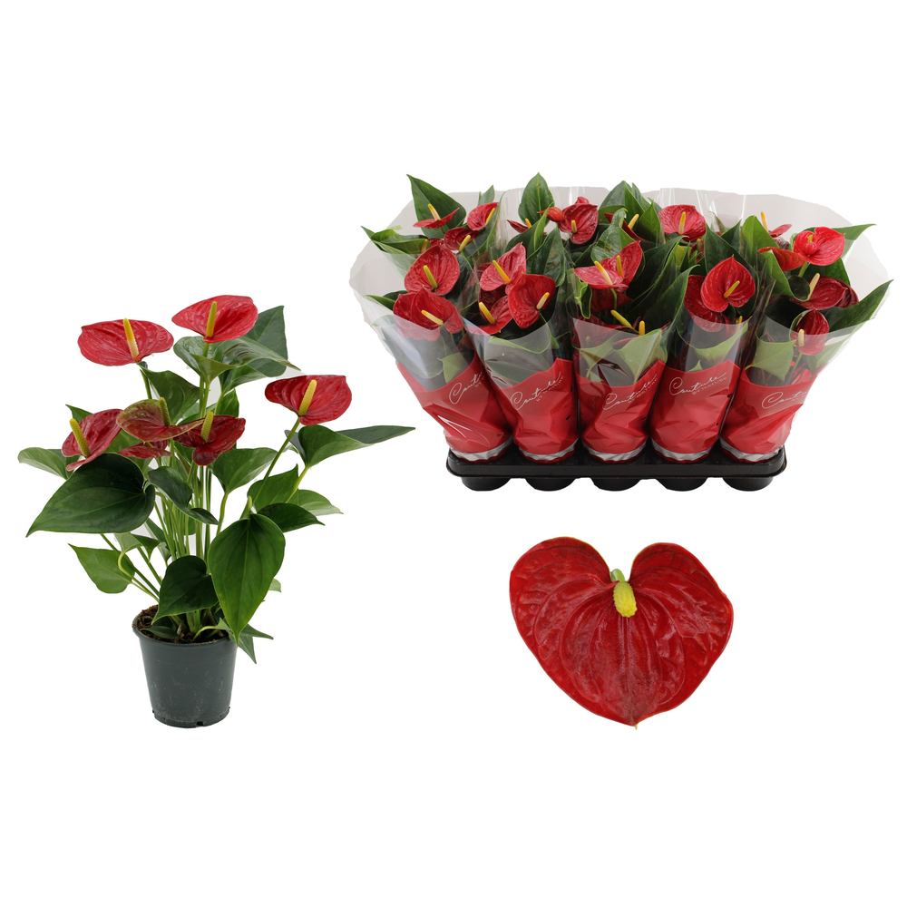 Anthurium Success Red in Couture sleeve.