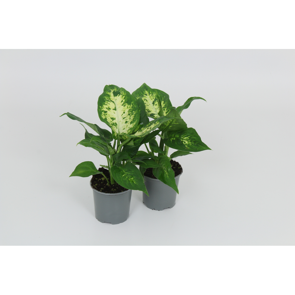 Dieffenbachia Compacta 8,5 cm.
