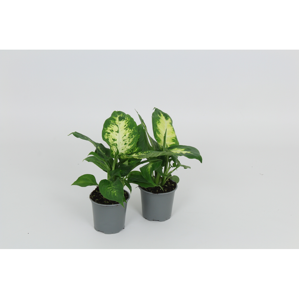 Dieffenbachia Camilla/Compacta 8,5 cm.