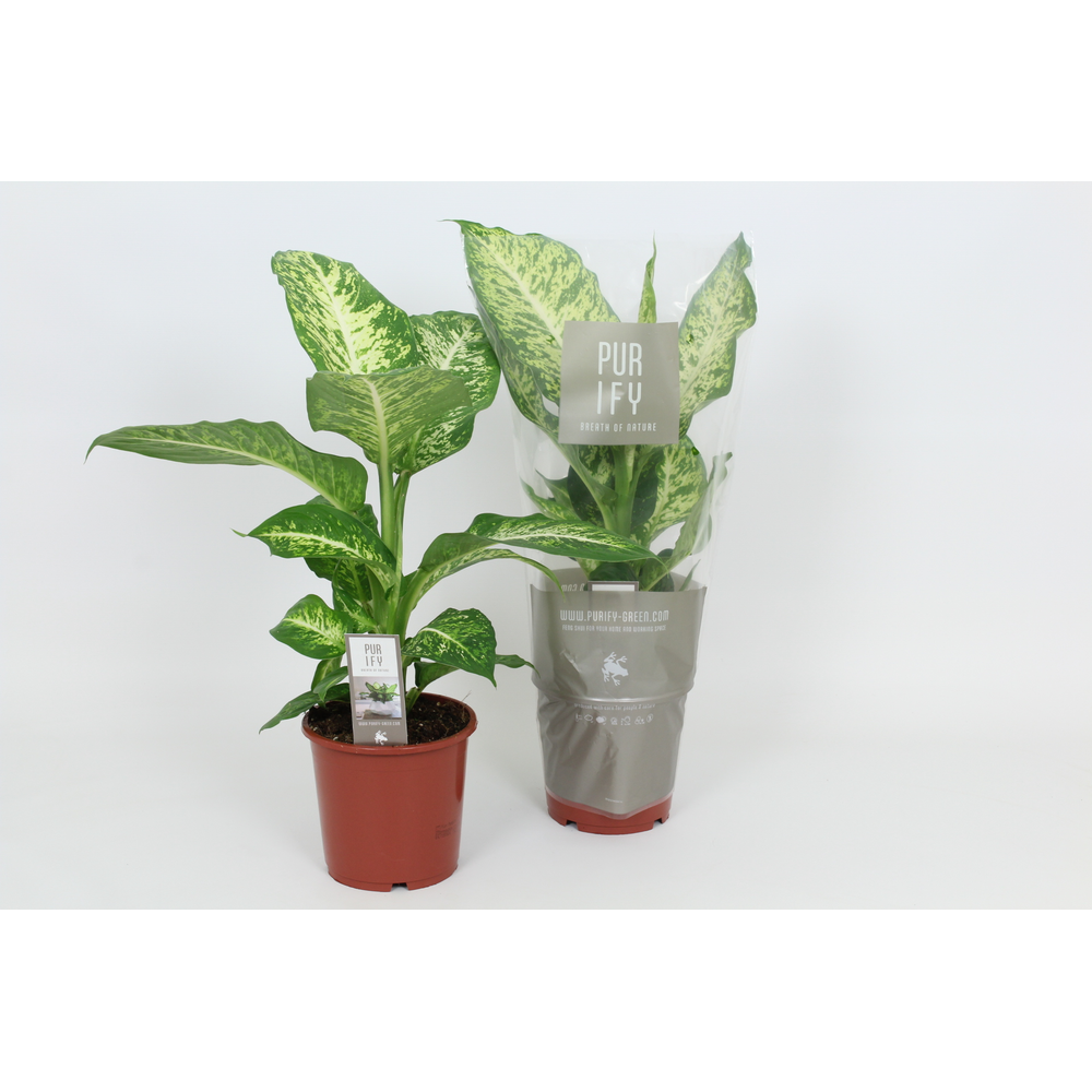 Purify Dieffenbachia Mars 17 cm.