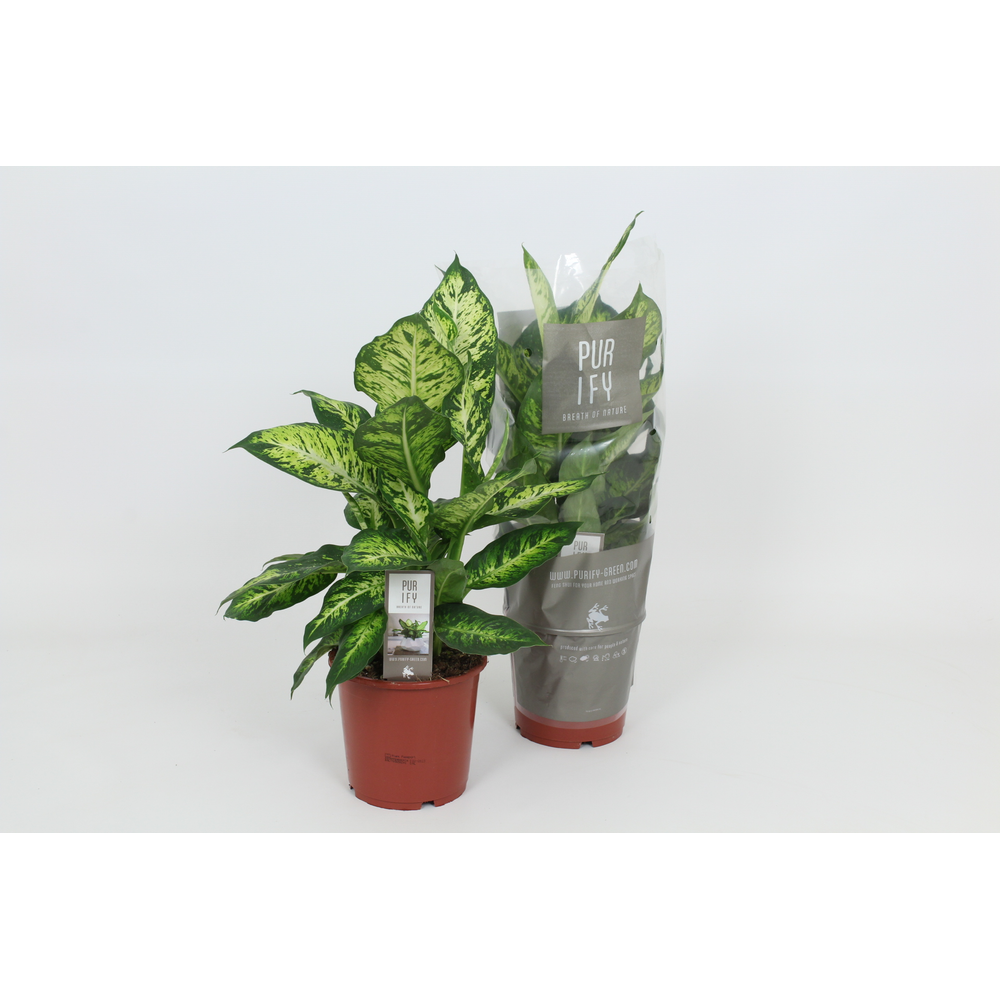 Purify Dieffenbachia Sublime 17 cm.