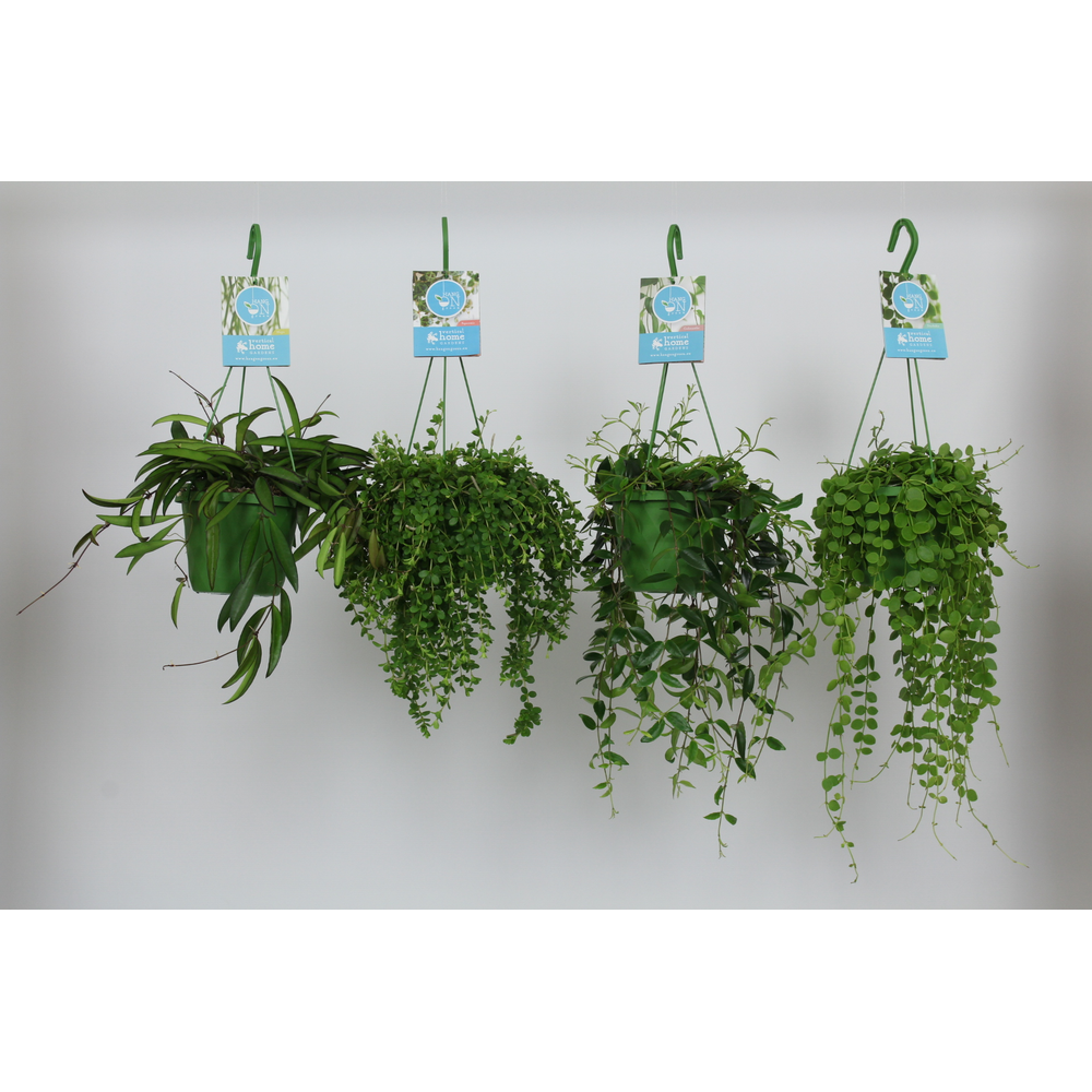 HangonGreen Hangplanten Gemengd 14 cm.