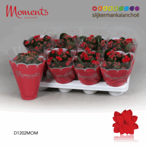 Kalanchoe Moments - Red.