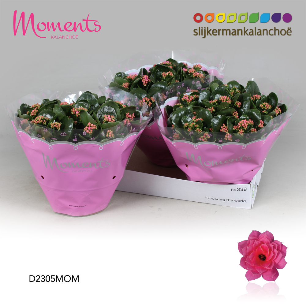 Kalanchoe Moments - Pink.