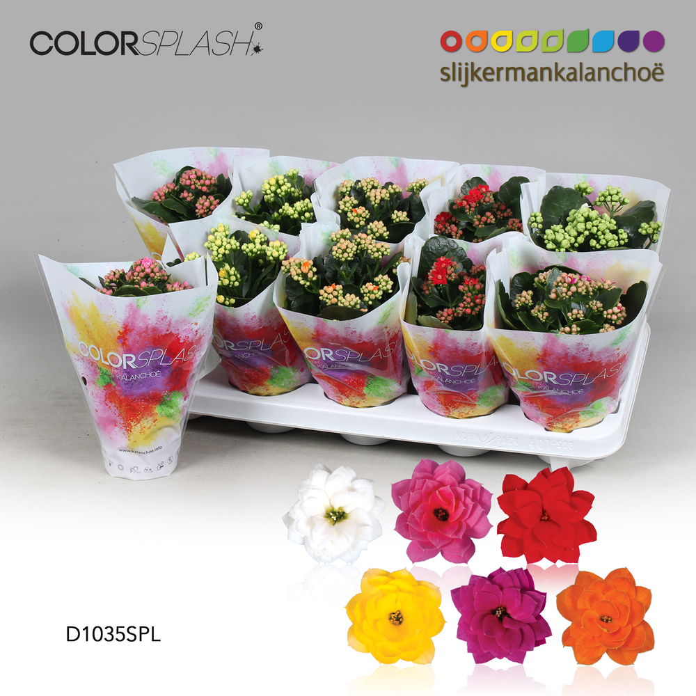 Kalanchoe ColorSplash - 5 Colors Mix.