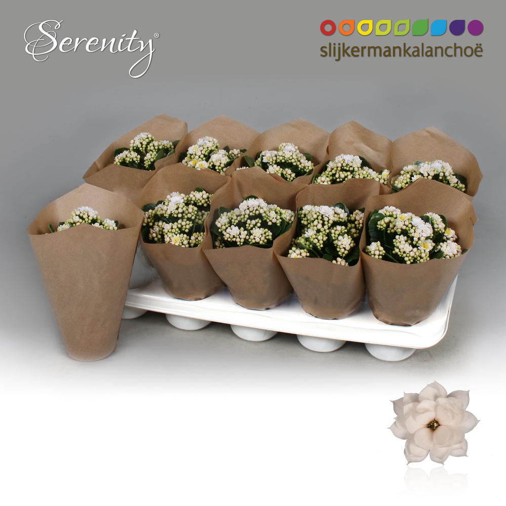 Kalanchoe Papersleeve - Serenity Silk.