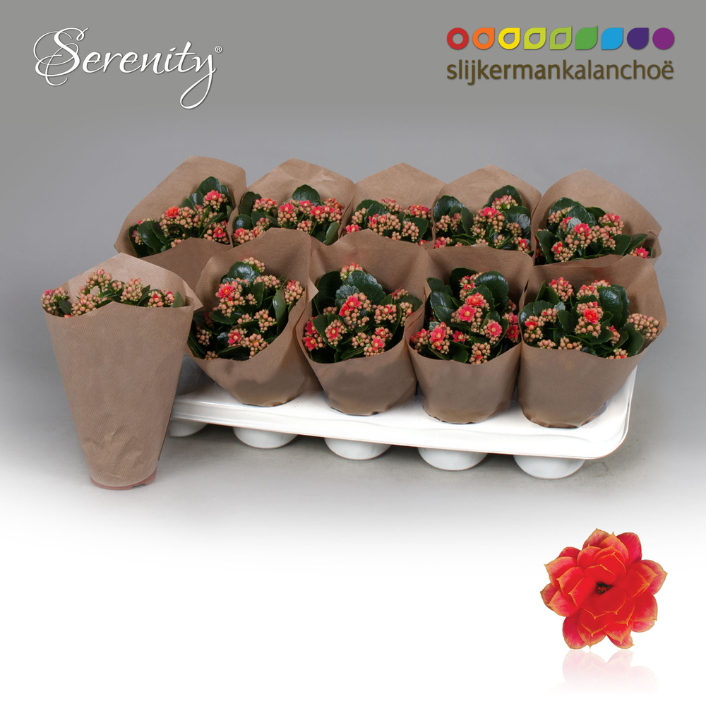 Kalanchoe Papersleeve - Serenity Coral.