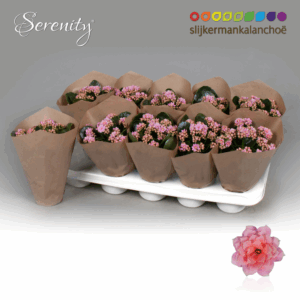 Kalanchoe Papersleeve - Serenity Rosa.