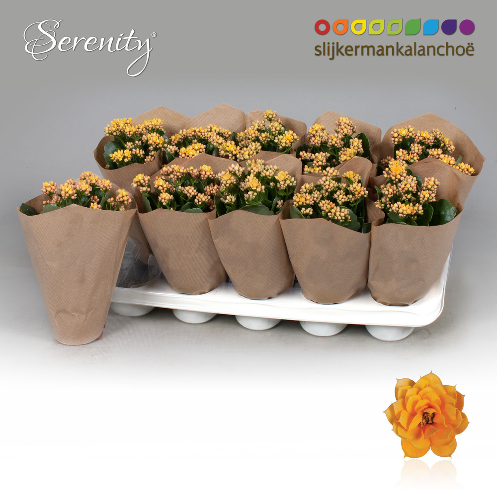 Kalanchoe Papersleeve - Serenity Gold.