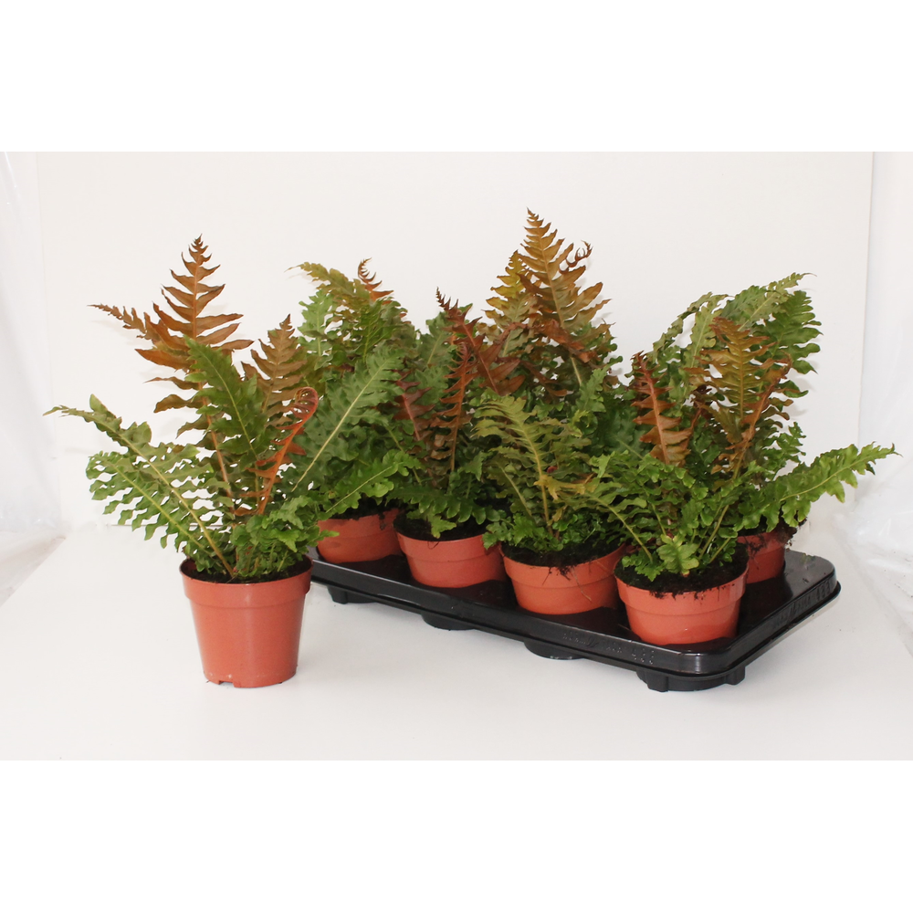 Blechnum Brasiliense 'Volcano'.