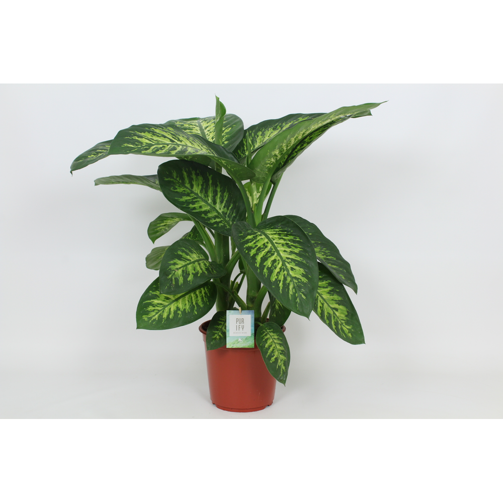 Purify Dieffenbachia Tropic Snow 24 cm.