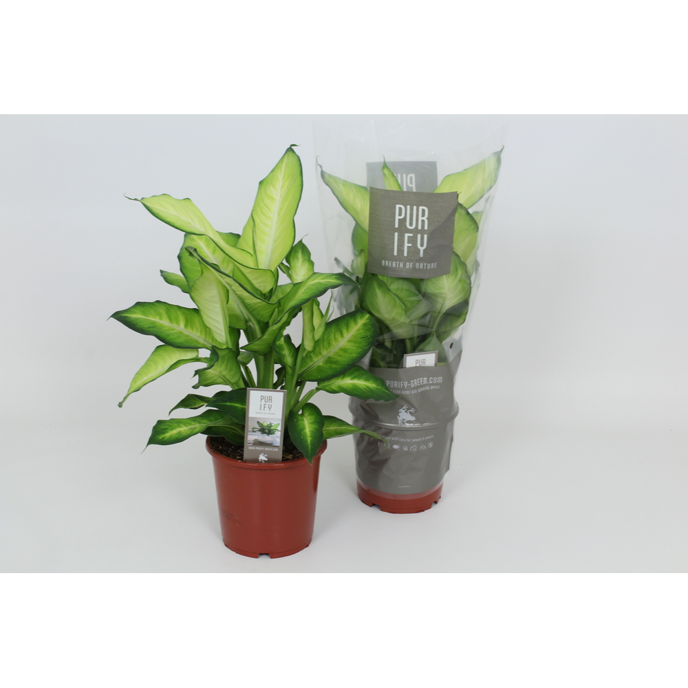 Purify Dieffenbachia Summer Style 17 cm.