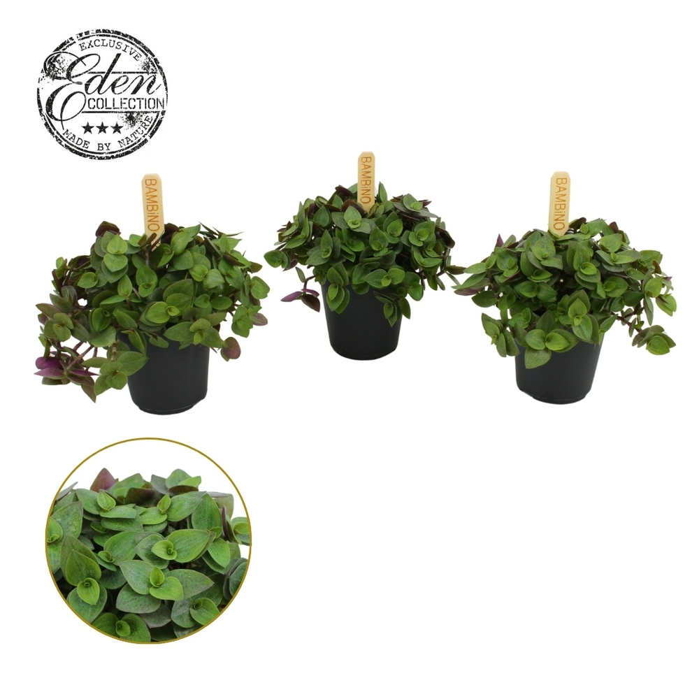 Callisia Turtle 5,5cm.