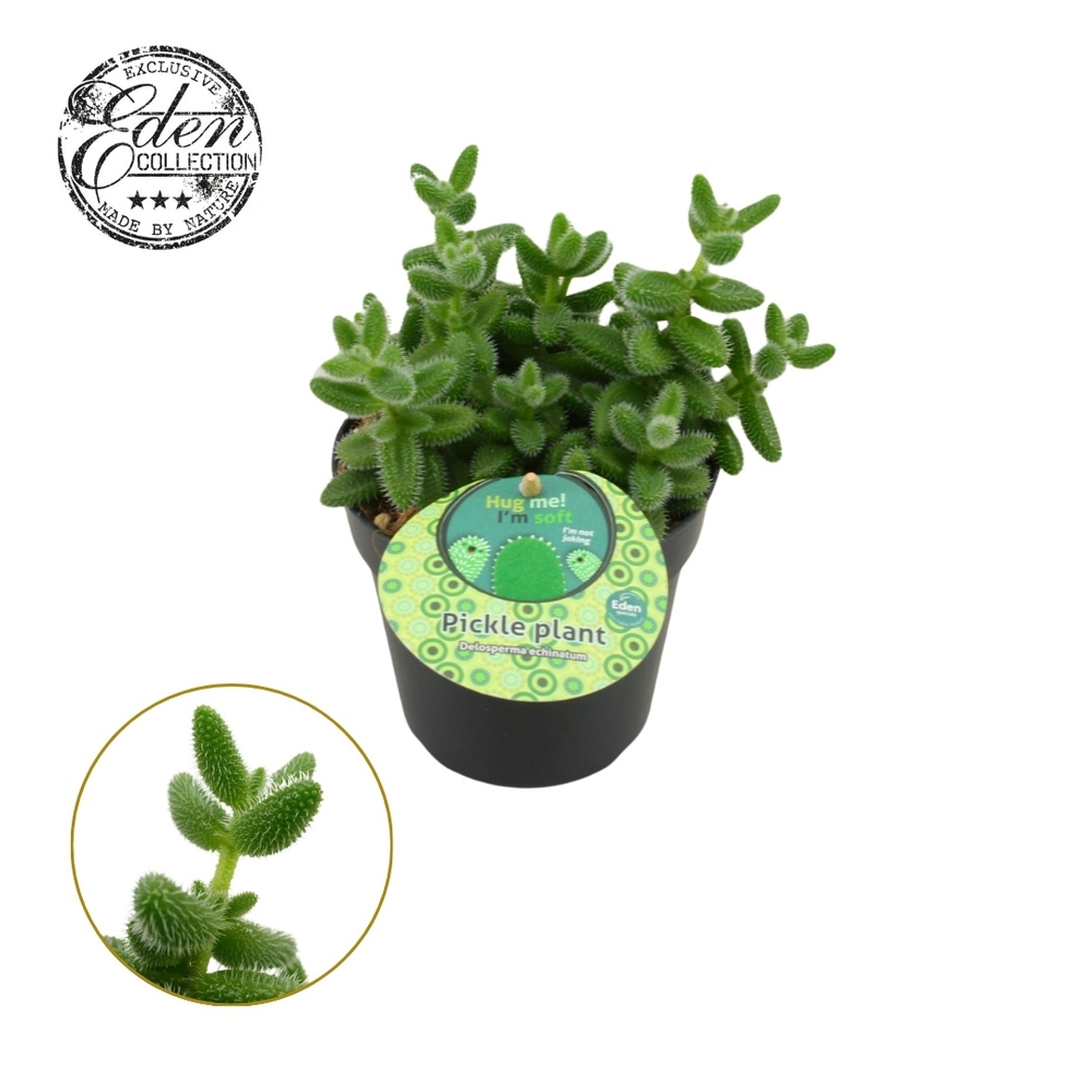 Delosperma Echinatum 12cm Frans etiket.