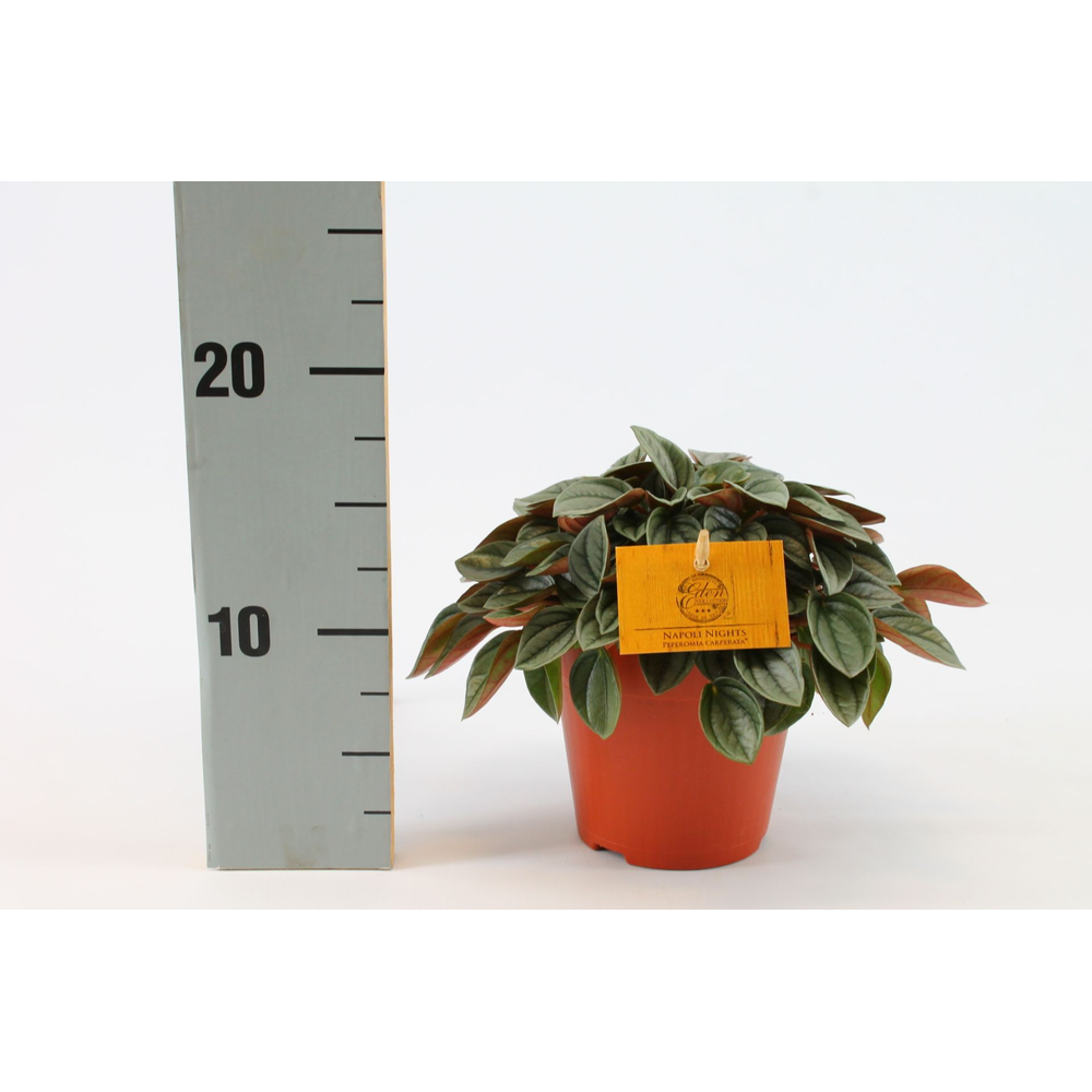 Peperomia Napoli Nights 12cm.