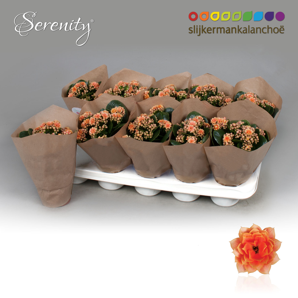 Elbrus terracotta Antik Choko Indoor.