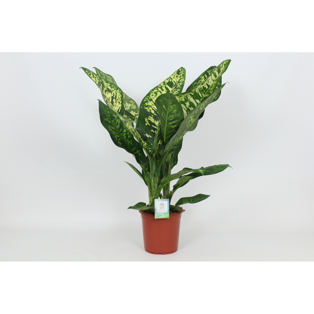 Purify Dieffenbachia Crown 24 cm.