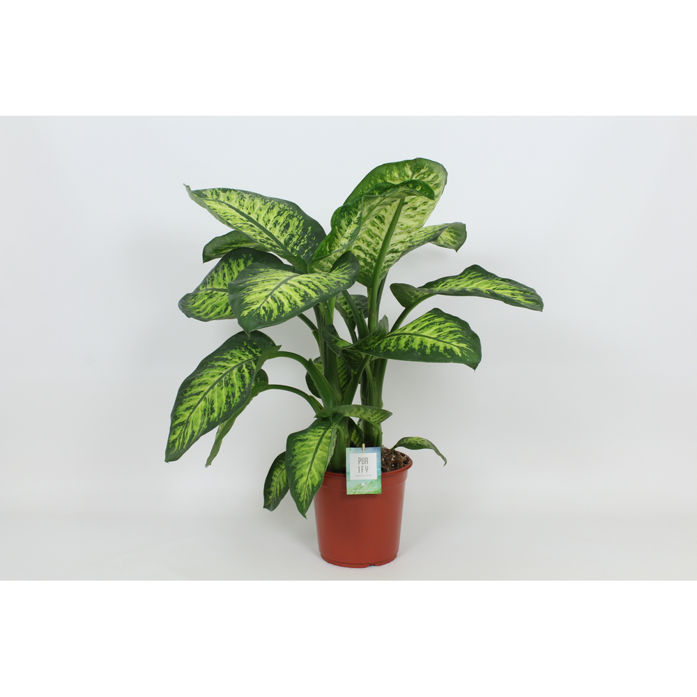 Purify Dieffenbachia Lemon Tropic 24 cm.