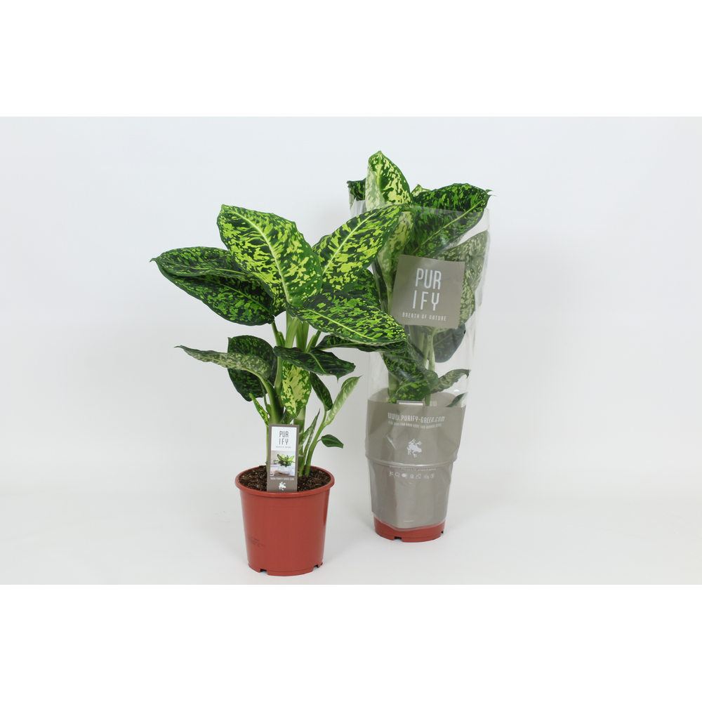 Purify Dieffenbachia Reflector 17 cm.