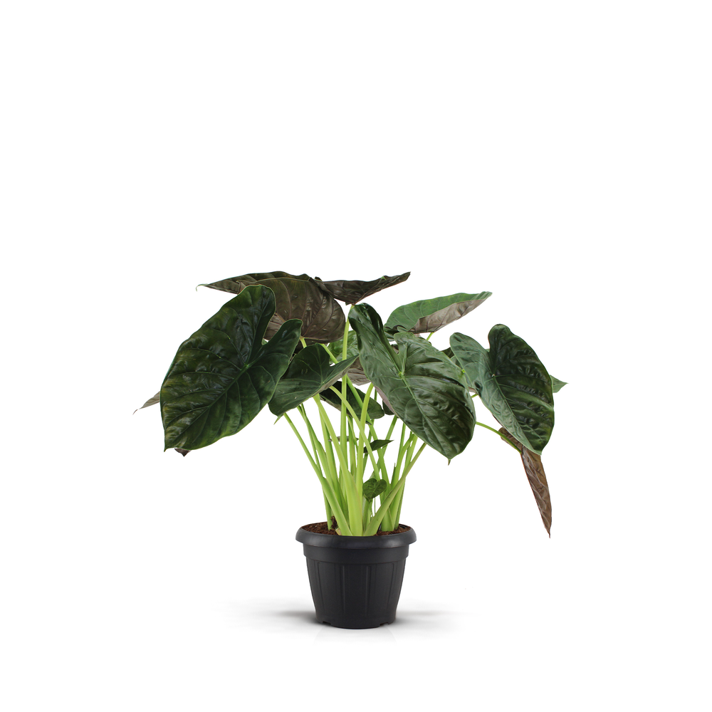 Alocasia Wentii Decopot.