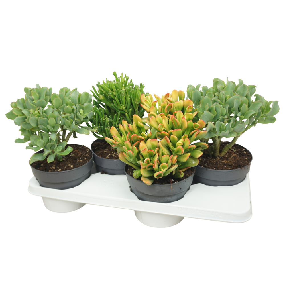 Crassula mix 17 cm.