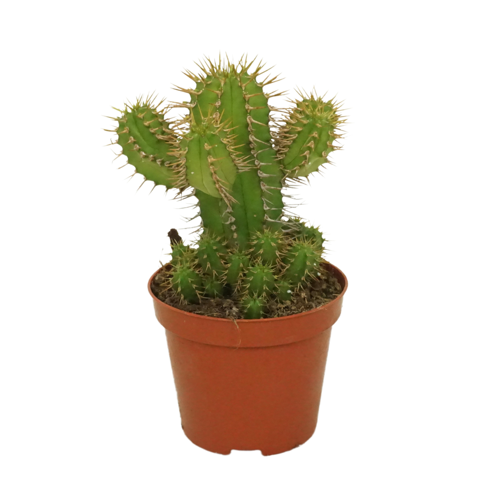 Euphorbia fruticosa 8,5 cm.