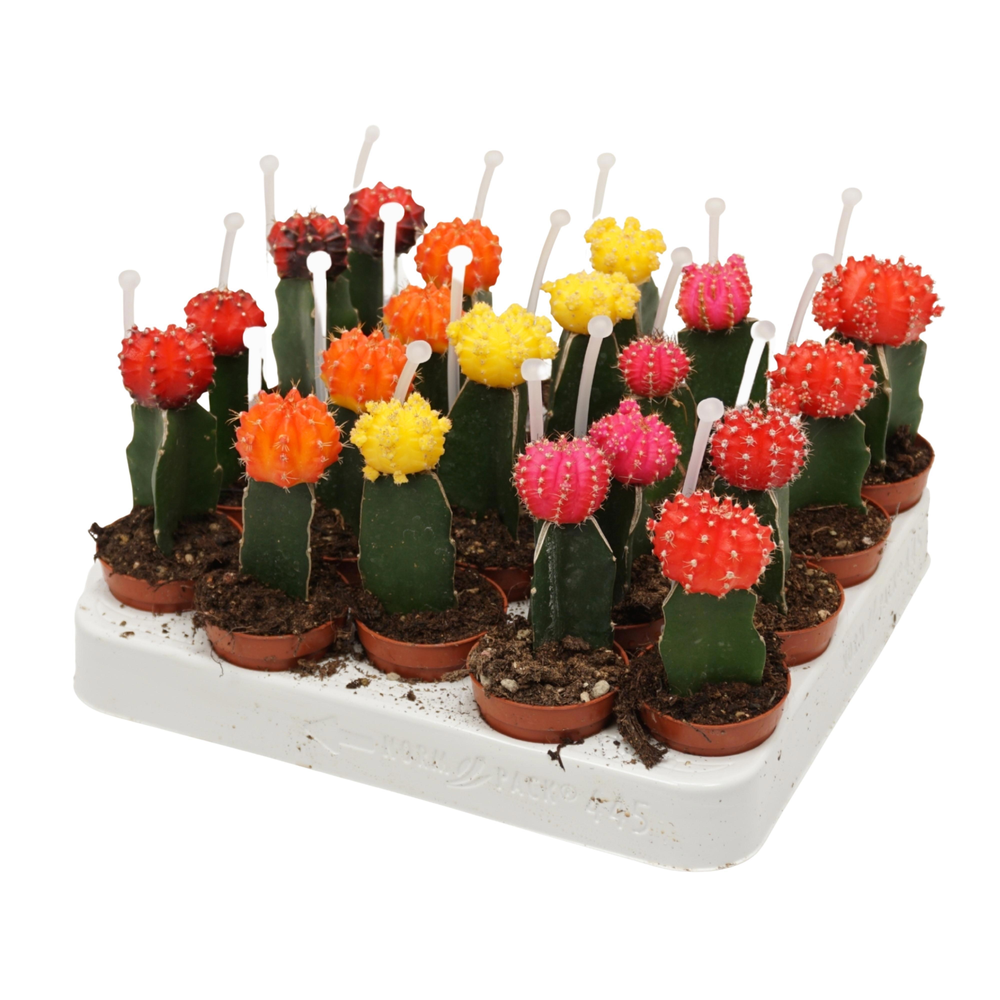Gymnocalycium mix geënt 5,5 cm met picker.