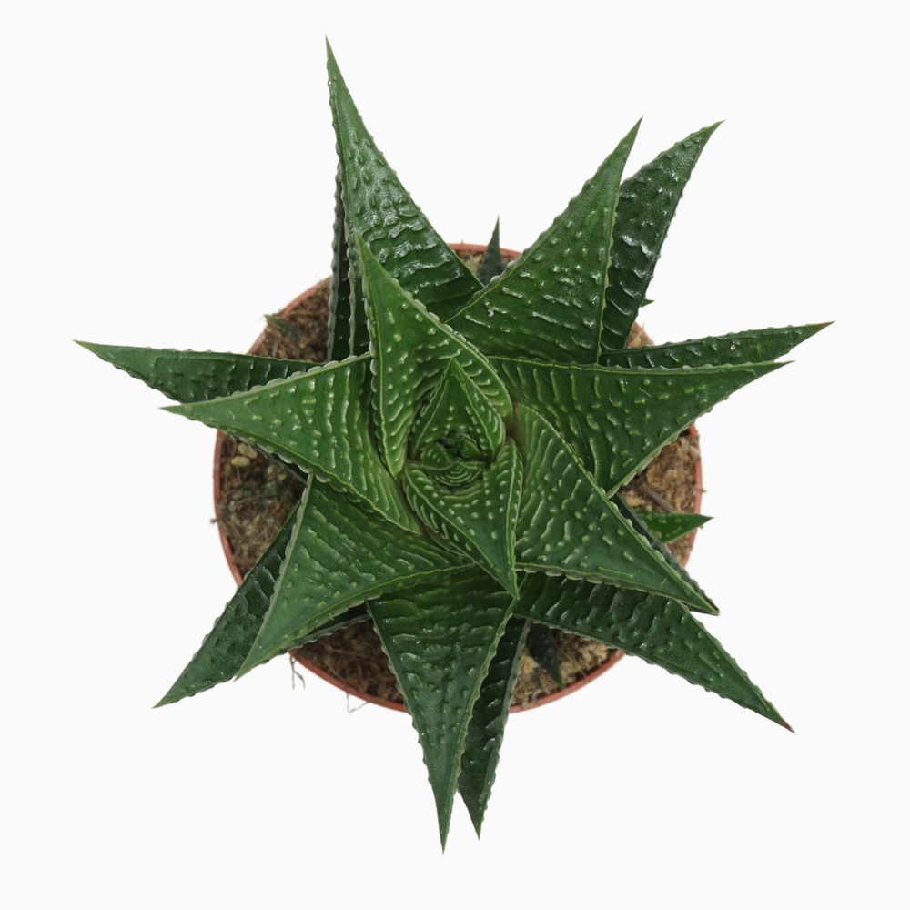 Haworthia limifolia 8,5 cm.