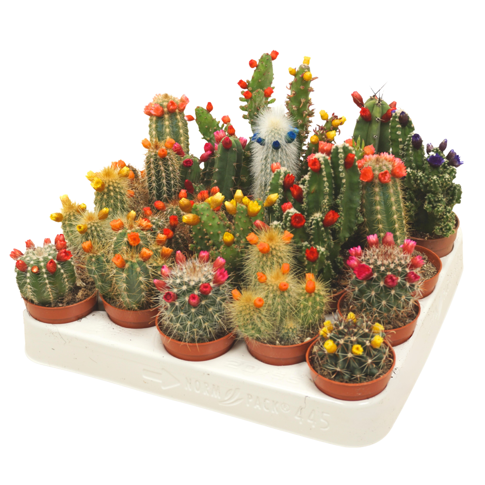 Cactus mix strobloem 5,5 cm.