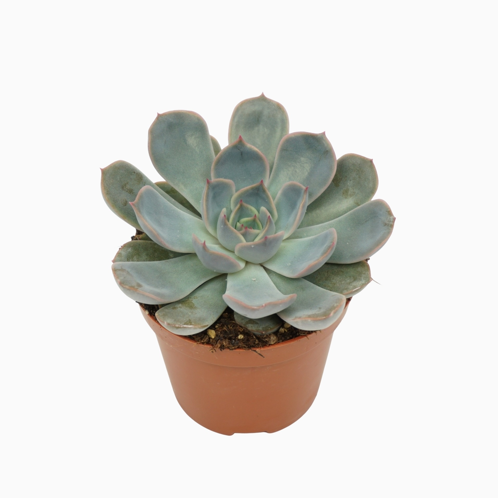 Echeveria orion 8,5 cm.
