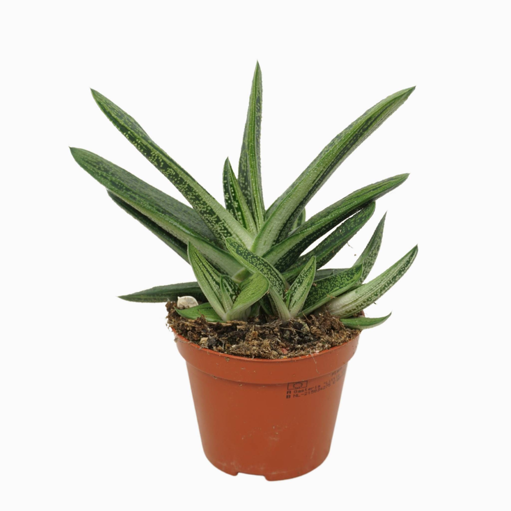 Gasteria little warthy 8,5 cm.