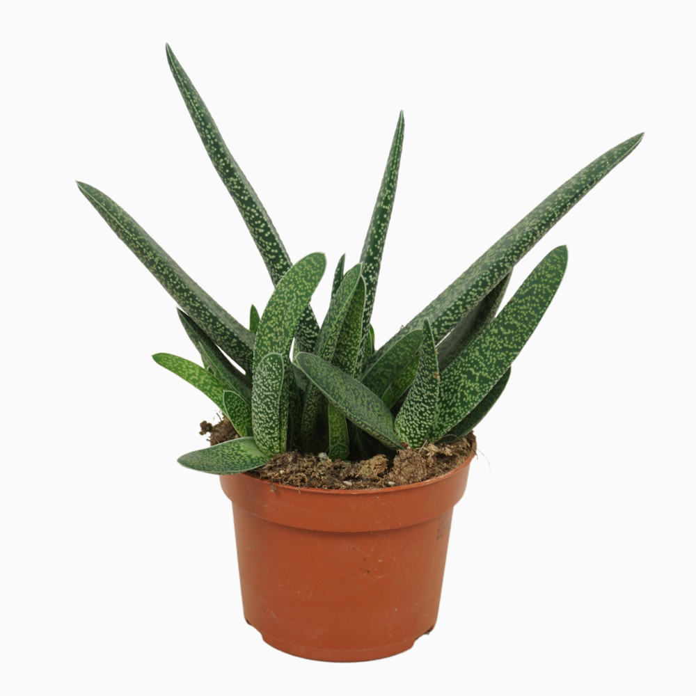 Gasteria verrucosa 10,5 cm.