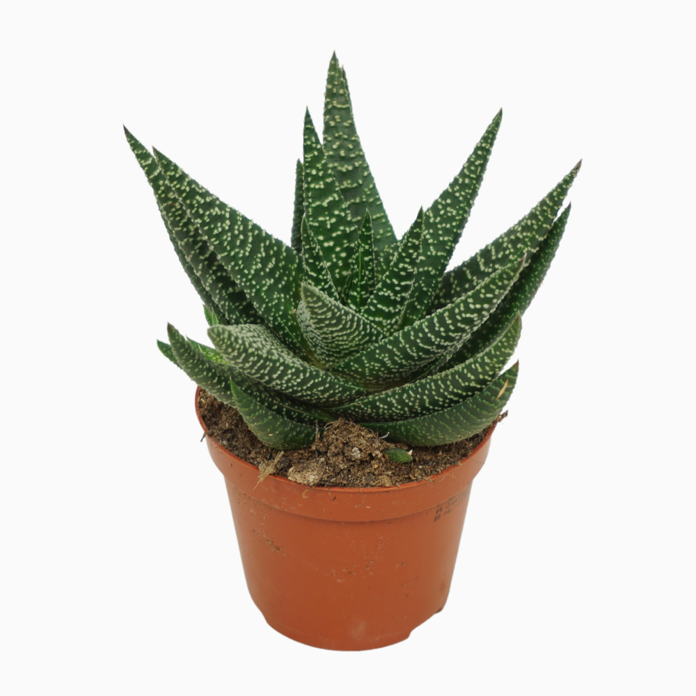 Gasworthia 8,5 cm.
