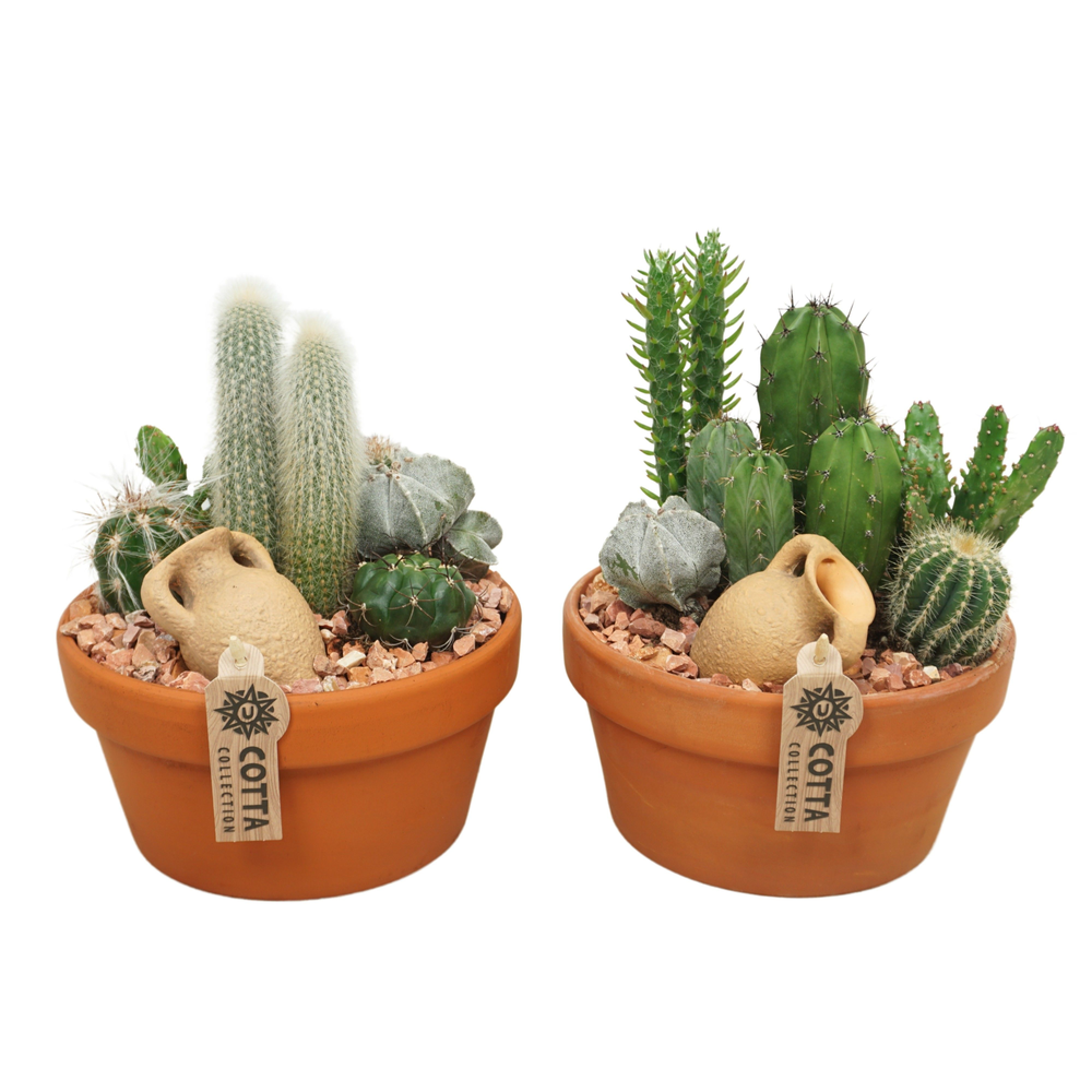 Cactus arrangement in 20 cm 'Terracotta Schaal'.