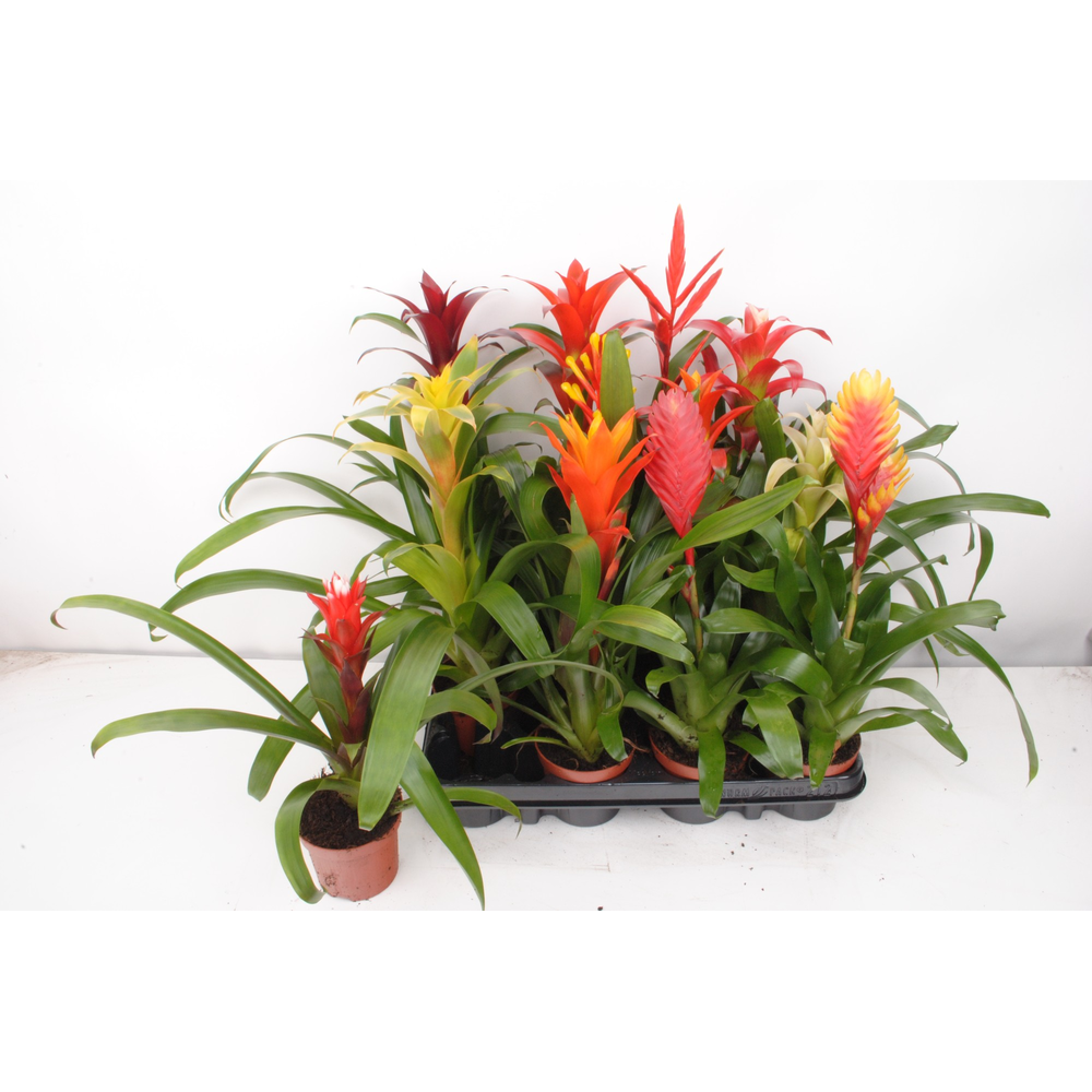 Bromelia mix.