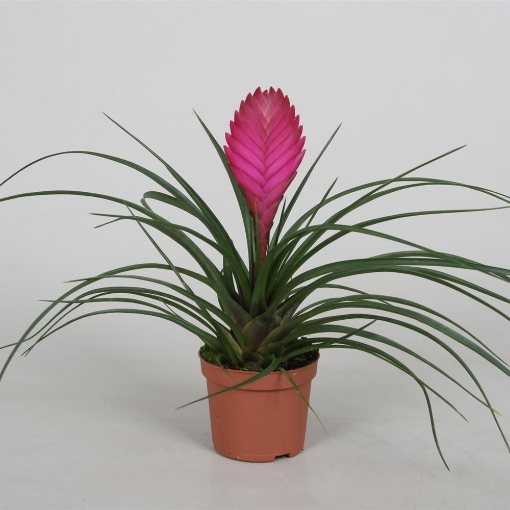 Tillandsia cyanea.