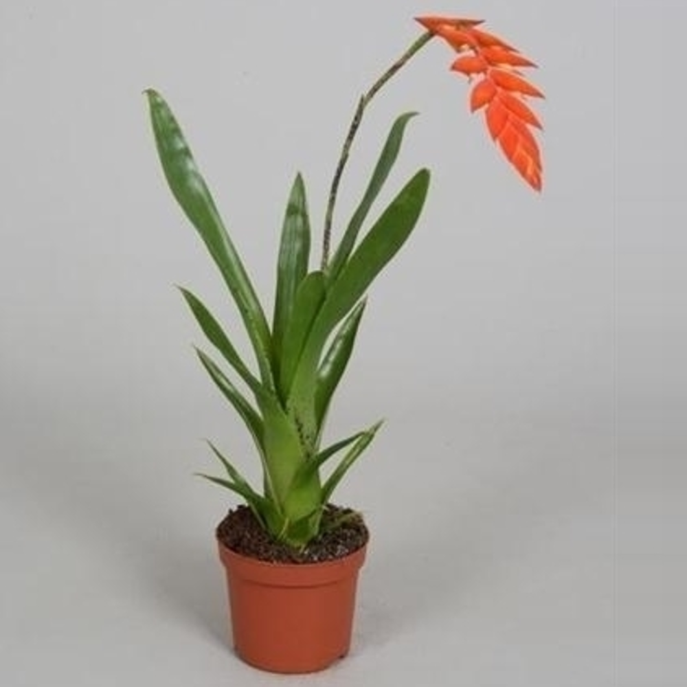 Tillandsia dyeriana.