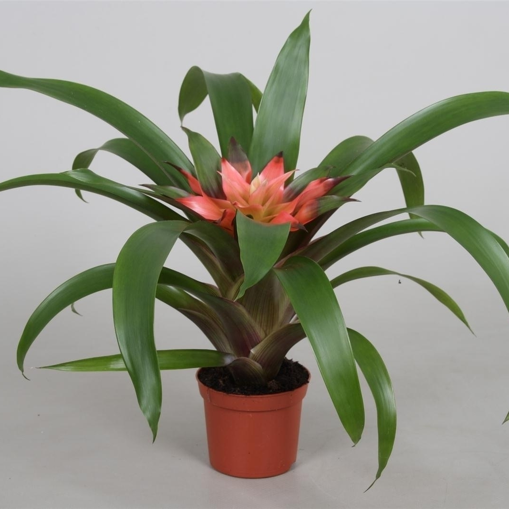 Guzmania Elise.