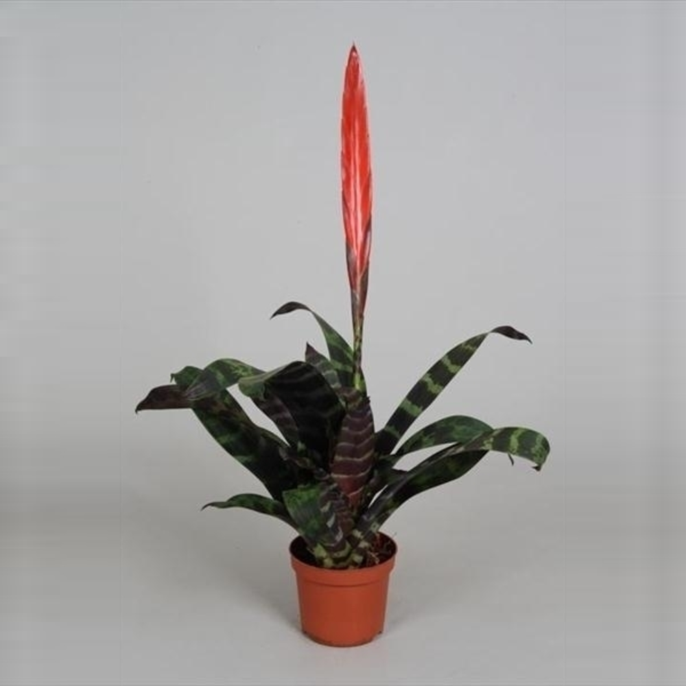 Elbrus terracotta Antik Choko Indoor.